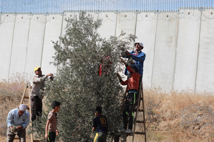 החומה לא מנתקת את הקשר של הפלסטינים לארץ כולה. קטיף זיתים בצל החומה בדיר דיבוואן בגדה המערבית (צילום: ויסאם השלאמון / פלאש 90)