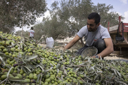 קמו בהיענות למצוקה של החקלאים הפלסטינים המאוימים. פעיל "פזעה" במסיק בכפר בורין, בחלקת זיתים הקרובה ליצהר (צילום: אורן זיו)