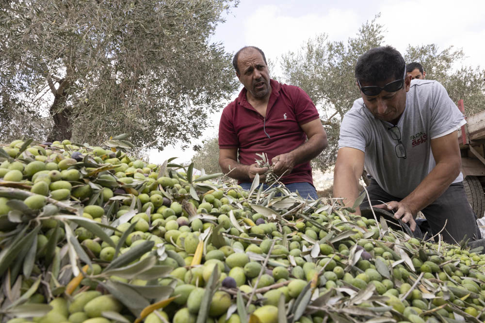 פעילי פזעה במסיק בכפר בורין, בחלקת זיתים הקרובה ליצהר (צילום: אורן זיו)