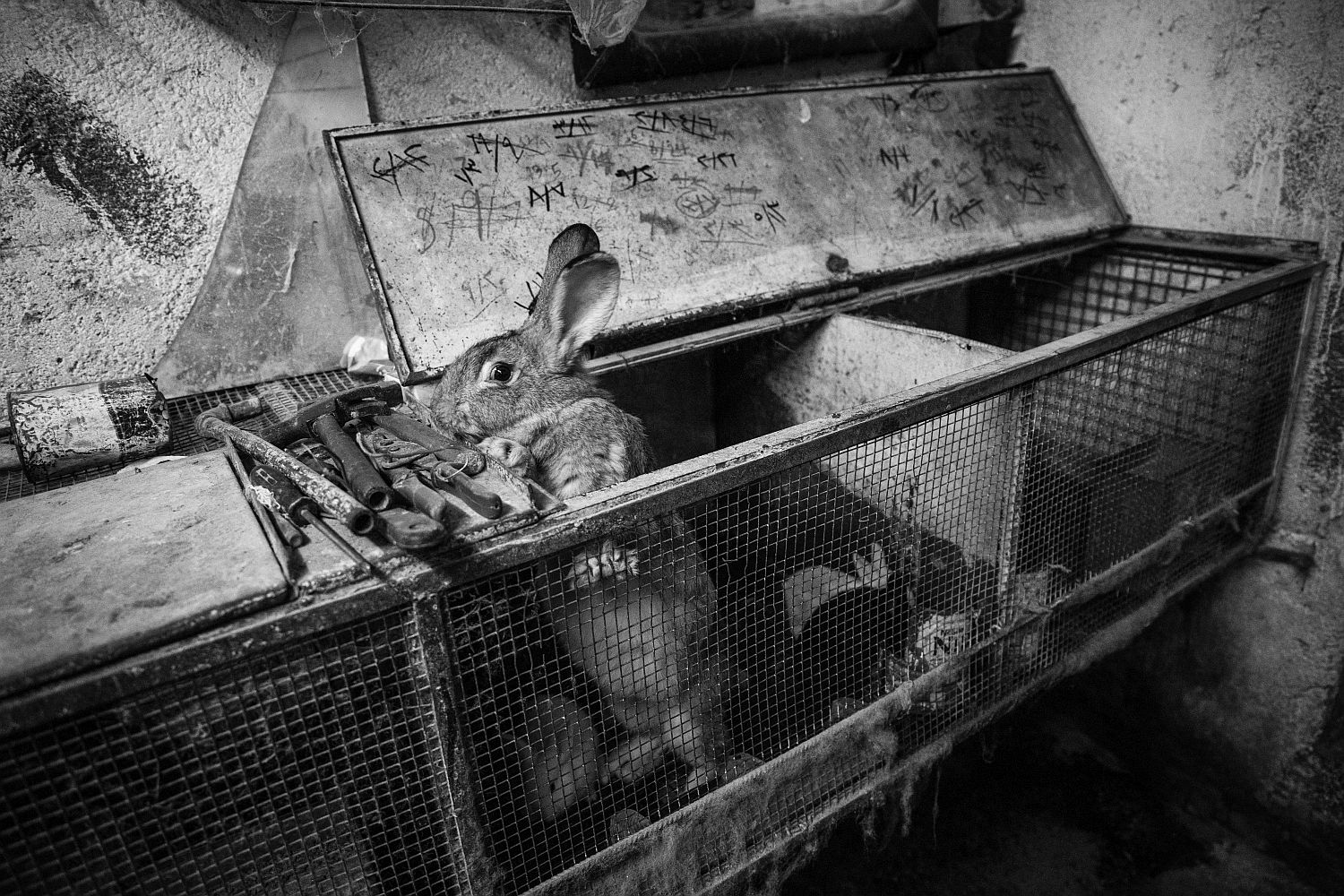 נאלץ למכור את הכבשים. ארנב ניו-זילנד בכלוב (צילום: מתן גולן)