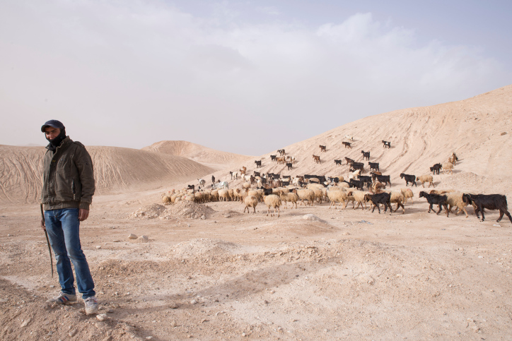 מפחדים לצאת למדבר. פלסטיני עם עדר כבשים באזור נאבי מוסא (צילום: דריו סאנשז / פלאש 90)