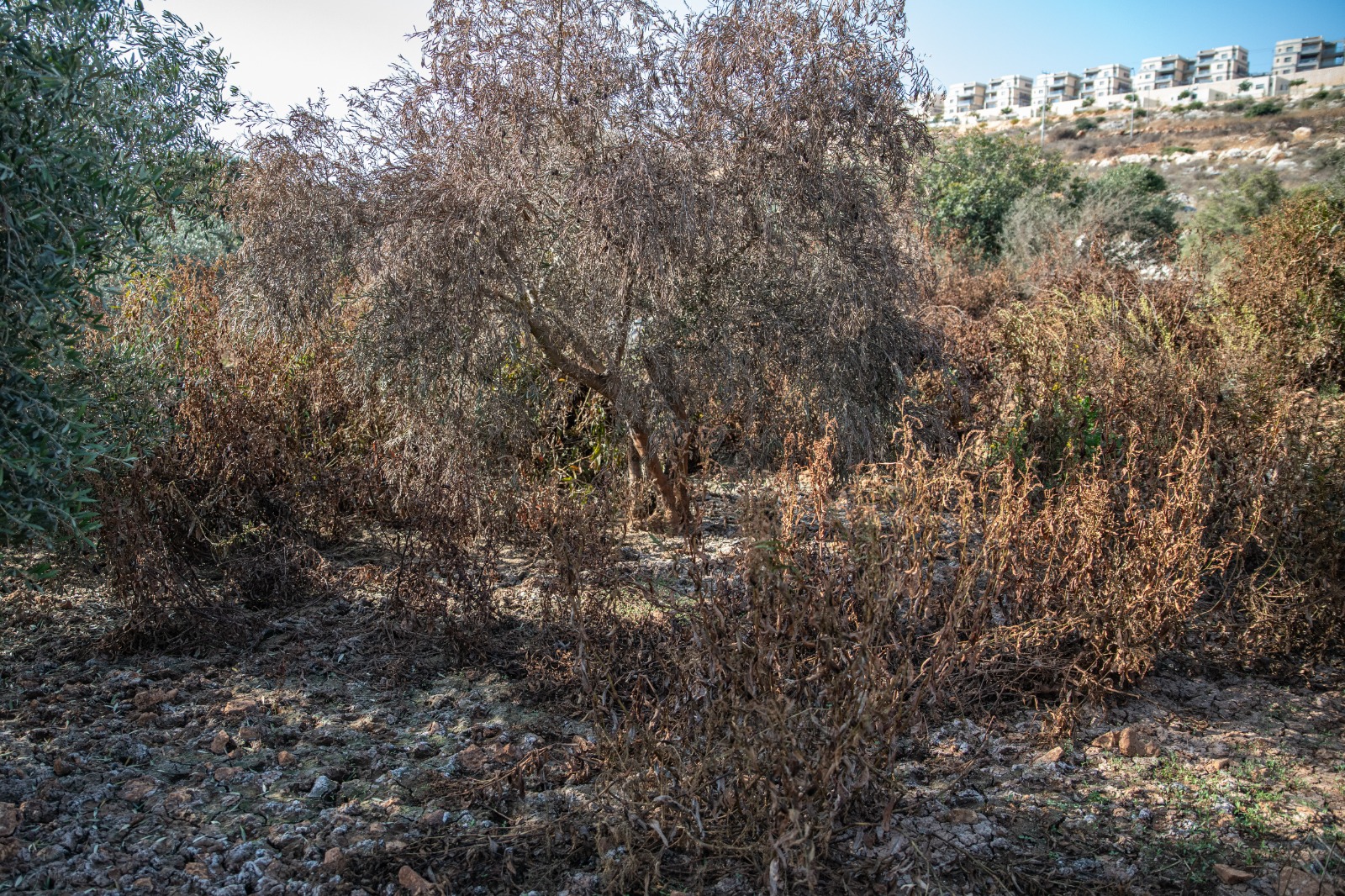 גידולים פלסטיניים נפגעים משפכים מהתנחלויות. מטע זיתים בברוקין, ליד התנחלות ברוכין (צילום: מתן גולן)