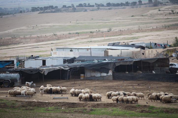 מסורת של מאות שנים. עדר כבשים של ישוב בדואי ליד דודאים, 2018 (צילום: הדס פרוש / פלאש 90)