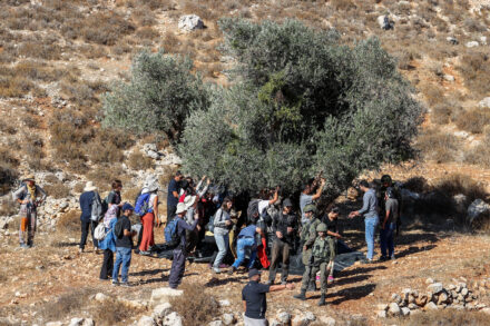 פלסטינים ופעילים בינלאומיים מוסקים באדמת הכפר בורקה שליד רמאללה, בקרבת מאחז לא חוקי, ב-20 באוקטובר 2024 (צילום פלאש90)