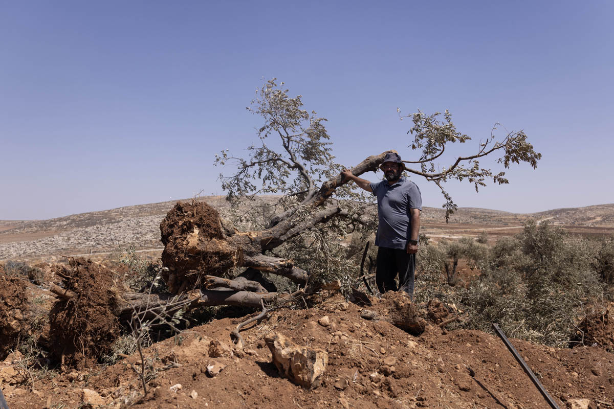 עבד אללטיף אבו עליא, בחלקת עצי הזית שלו שנעקרו על ידי הבצא, בכפר אל מוע׳ייר, 24 באוגוסט 2025 (צילום: אורן זיו)