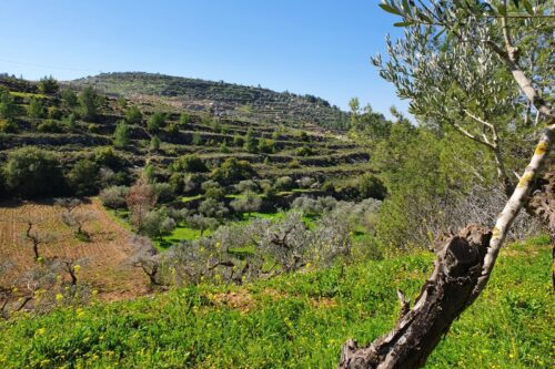 היופי של המקום הוא יצירה משותפת של הטבע ושל קהילה שחיה מאות שנים במרחב הזה. מראה ליד ולאג'ה (צילום: דהרמה מעורבות חברתית) היופי של המקום הוא יצירה משותפת של הטבע ושל קהילה שחיה מאות שנים במרחב הזה. מראה ליד ולאג'ה (צילום: דהרמה מעורבות חברתית)