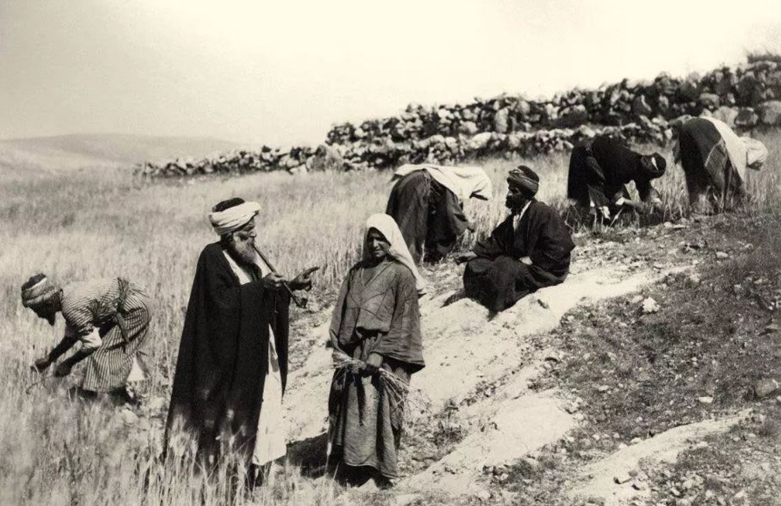 תושבי אל-מג'ידל החזיקו בכ-18 אלף דונם של אדמות חקלאיות סביבו. חקלאים מאל-מג'ידל מעבדים את אדמתם, בתחילת המאה ה-20 (צילום: אתר Palestine Remembered)