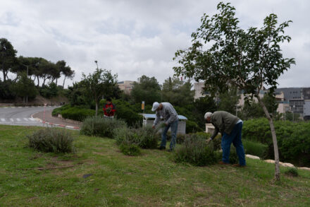 Bkr_Nakbe_new_-2 "כאן היה הבית שלנו", סיפר אחד העקורים בהתרגשות. מלקטים צמחים על האדמות ההיסטוריות של אל-מג'ידל, אפריל 2026 (צילום: תמנה רוז פרץ)