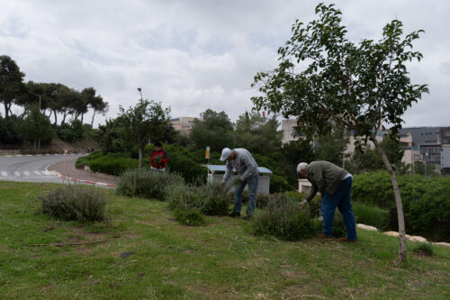 Bkr_Nakbe_new_-2 "כאן היה הבית שלנו", סיפר אחד העקורים בהתרגשות. מלקטים צמחים על האדמות ההיסטוריות של אל-מג'ידל, אפריל 2026 (צילום: תמנה רוז פרץ)