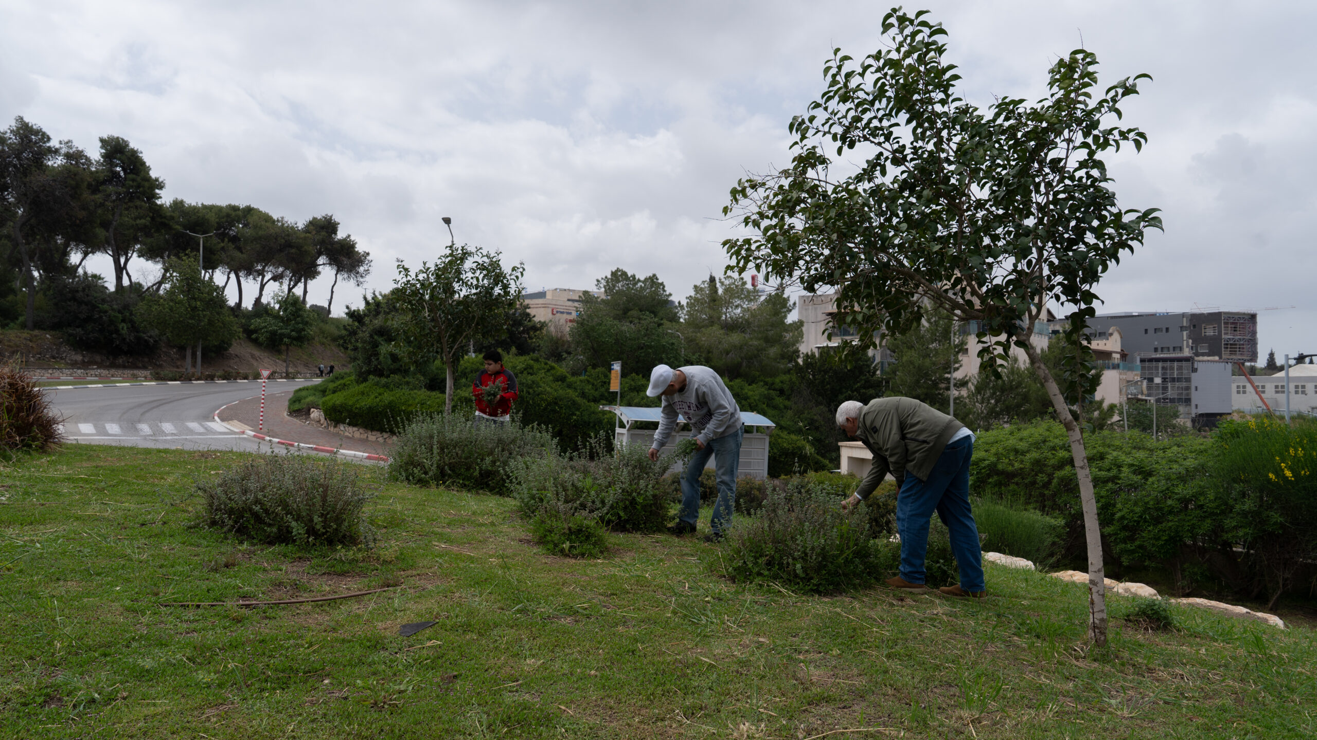 "כאן היה הבית שלנו", סיפר אחד העקורים בהתרגשות. מלקטים צמחים על האדמות ההיסטוריות של אל-מג'ידל, אפריל 2026 (צילום: תמנה רוז פרץ)