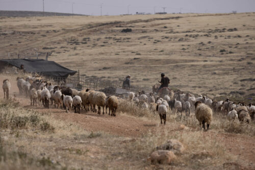 המאחז החדש בצומת טייבה (צילום: אורן זיו) המאחז החדש בצומת טייבה (צילום: אורן זיו)