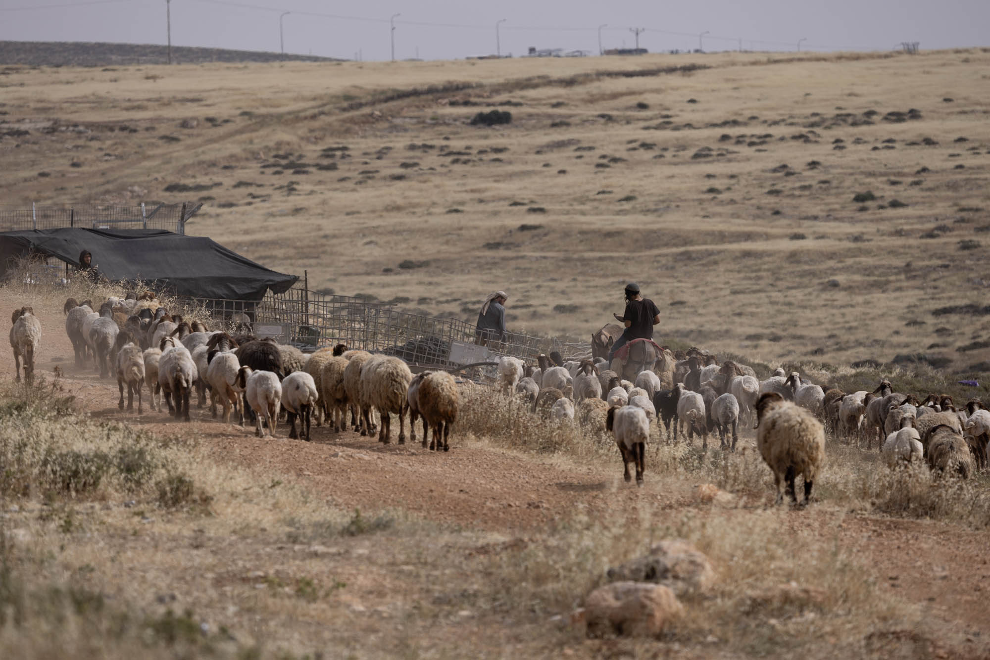 המאחז החדש בצומת טייבה (צילום: אורן זיו) המאחז החדש בצומת טייבה (צילום: אורן זיו)