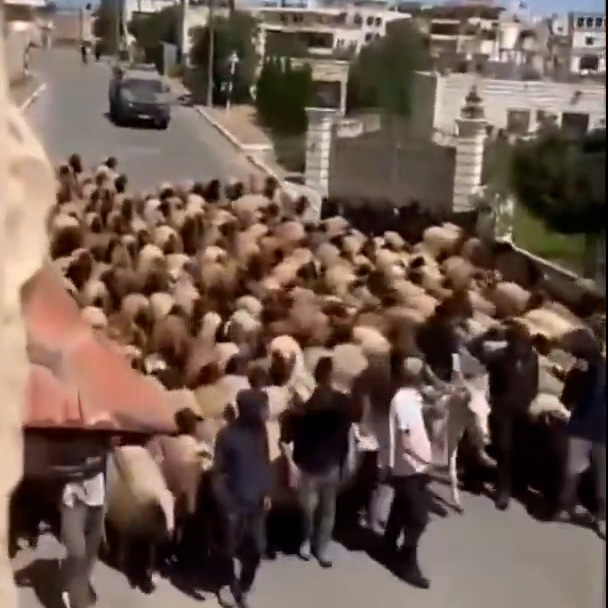 הצבא מלווה גניבת צאן בכפר ג'ילג'יליא שמצפון לרמאללה