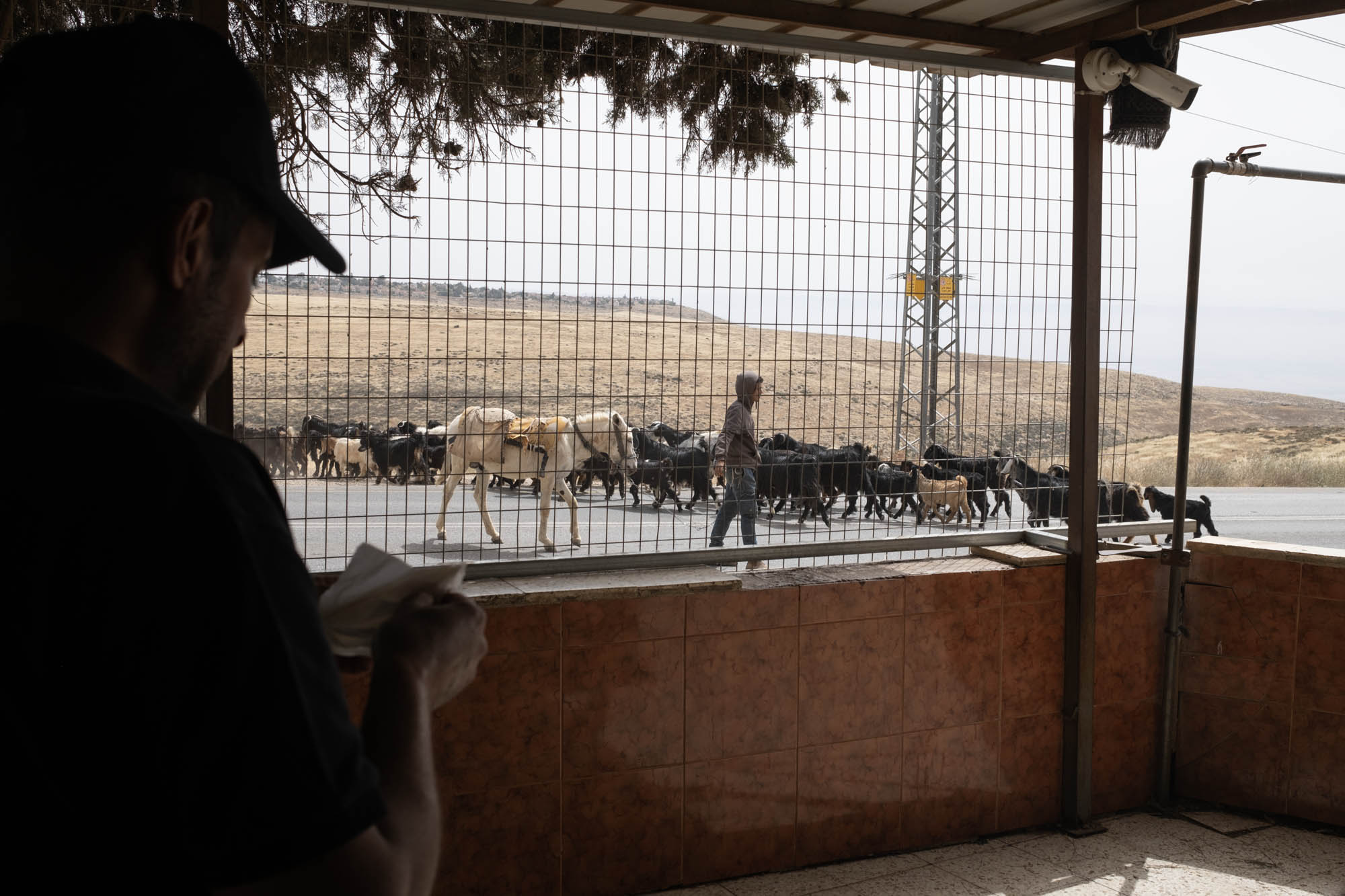 עדר של מתנחלים ליד קהילת דאר אבו פזאע, ב-12 במאי 2026 (צילום: אורן זיו)