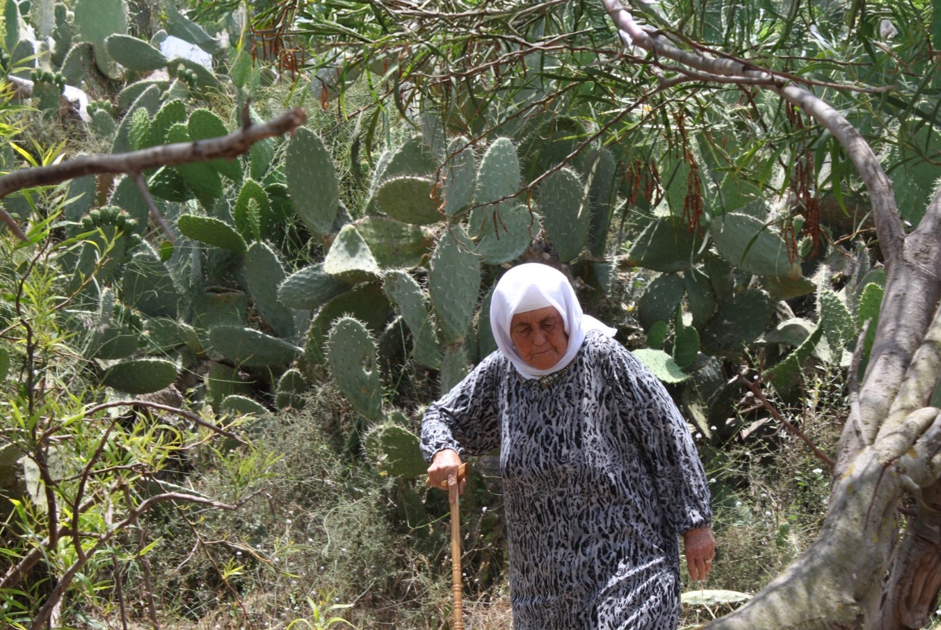 חוויה שעוברת מדור לדור. עקורה מהכפר א-דאמון בשרידי הכפר (צילום: דארין טאטור) 