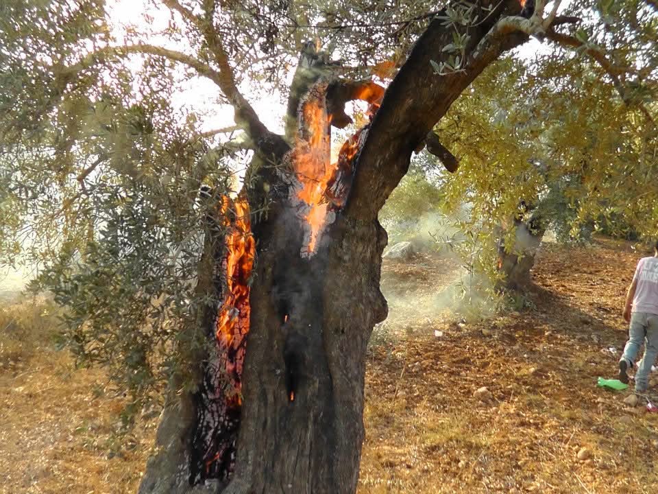 "פגיעה בגוף ופגיעה באדמה שלך, שתיהן פוצעות אותך". עץ זית בוער לאחר שהוצת על ידי מתנחלים, באזור דרום שכם (צילום: בשאר קריותי)