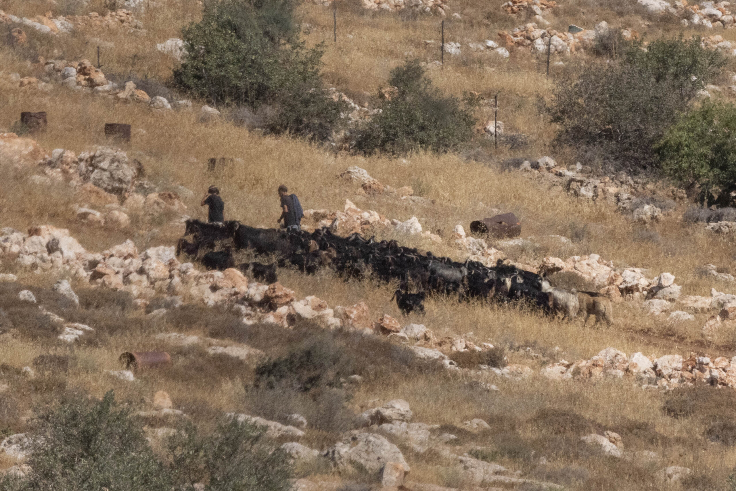 מתנחלים מתרחקים מבית משפחת אבו עטא, לאחר שרעו את הצאן סמוך לבית בכפר אל-מוע'ייר, ב-14 ביולי 2026 (צילום: אורן זיו)