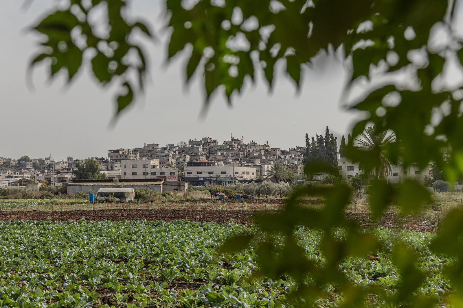 רואה את המחנה, ולא יכול להגיע אליו. מבט מהצריף הזמני של אחד המפונים ממחנה טולכרם לעבר המקום שהתגורר, אוקטובר 2026 (צילום: והאג' בני מופלה)